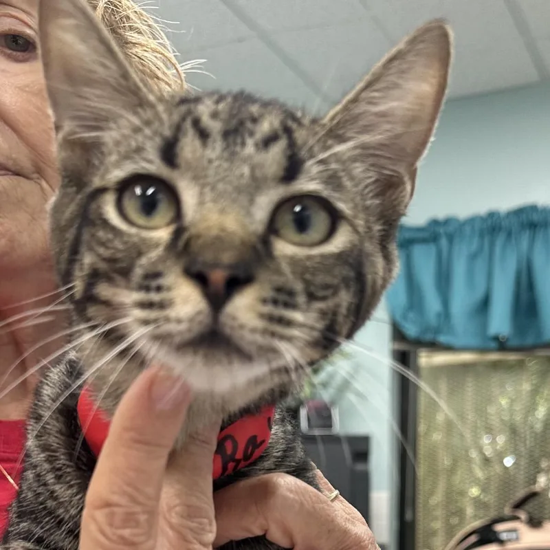 A young large-sized male Gray / Blue / Silver Domestic Short Hair cat named Raven for adoption in Hamburg, NY