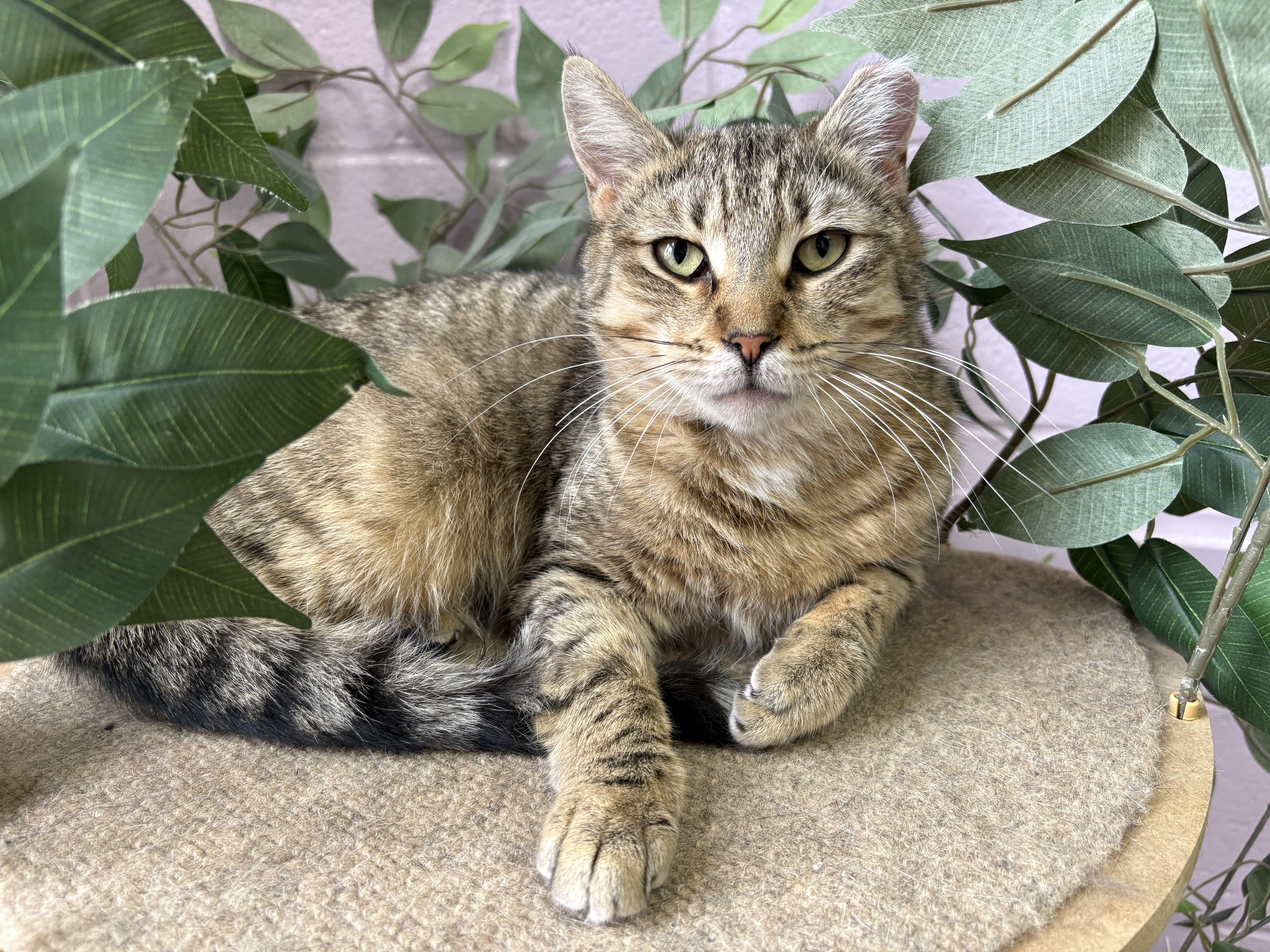 Brooklyn thumbnail 4