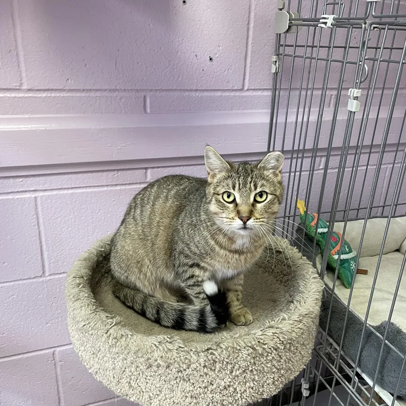 Brooklyn thumbnail 5