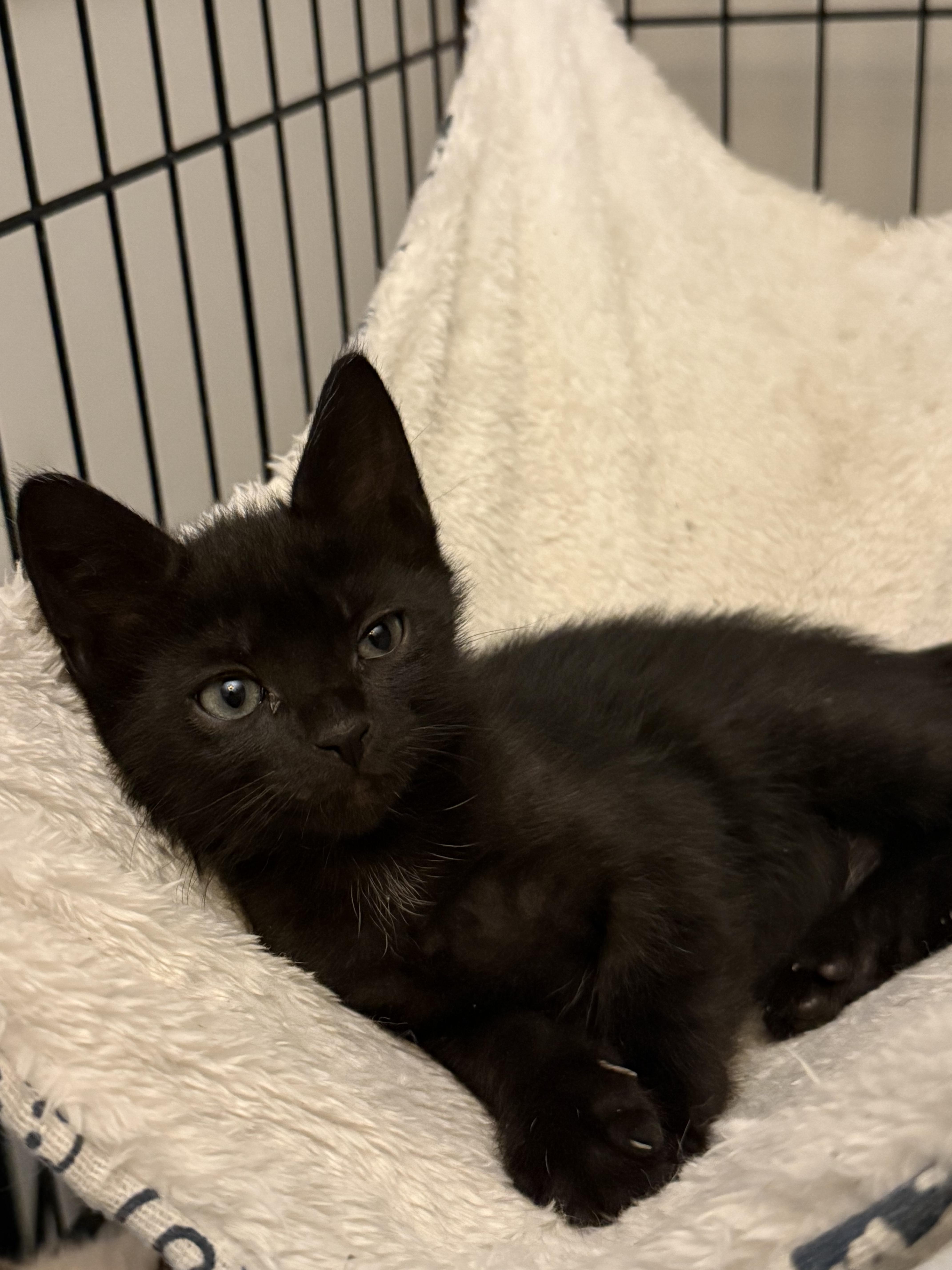 A baby medium-sized female Black Domestic Short Hair cat named Homefry for adoption in Intercession city , FL