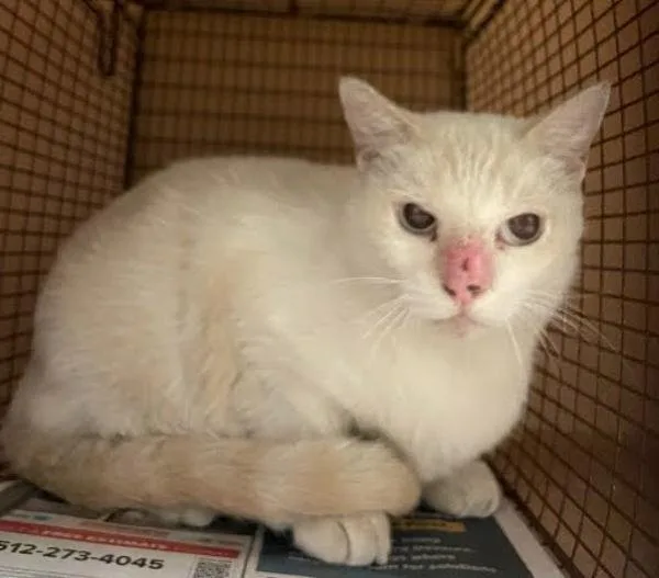 An adult small-sized male Domestic Short Hair cat named Tonks for adoption in Austin, TX