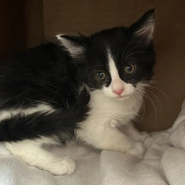 A baby small-sized male Domestic Short Hair cat named Swiss Cheese for adoption in Oakland, CA