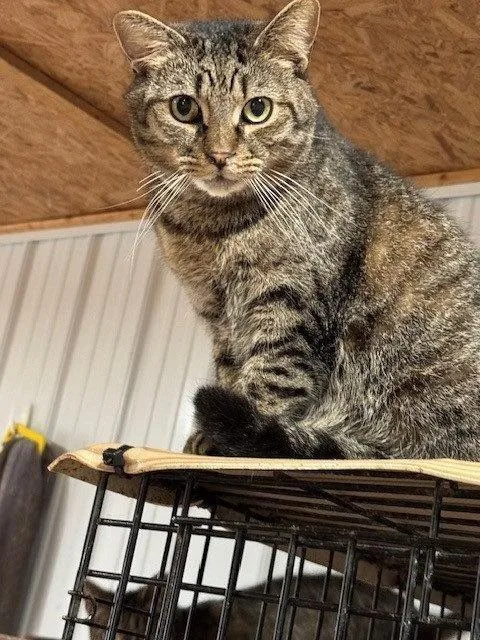 An adult large-sized female Tabby cat named Pj for adoption in Apollo, PA