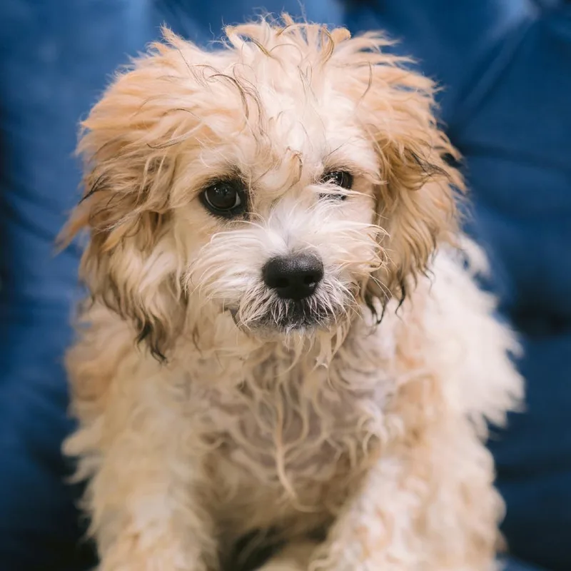 A baby small-sized male Shih Tzu dog named Pontic for adoption in Zionsville, IN