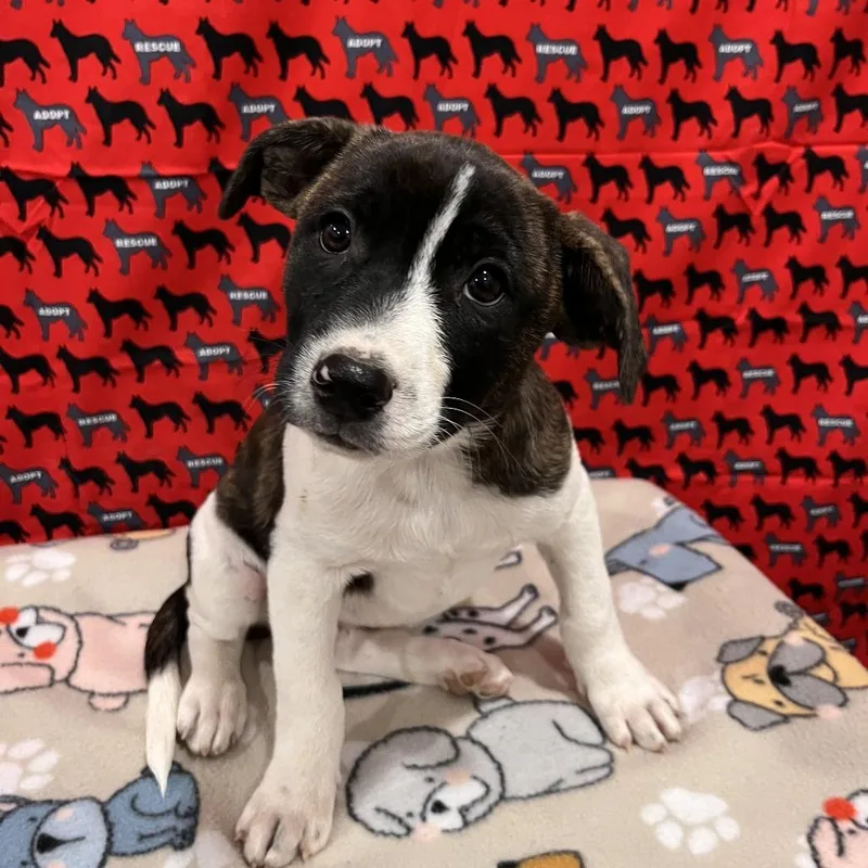 A baby medium-sized female Pit Bull Terrier dog named Carhartt for adoption in Washburn, MO