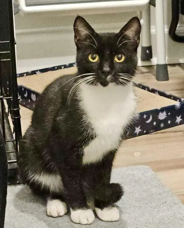 A young medium-sized male Black & White / Tuxedo Tuxedo cat named Diesel for adoption in Myrtle Beach, SC
