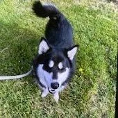 An adult large-sized male Black Husky dog named Yorkstray for adoption in York, PA