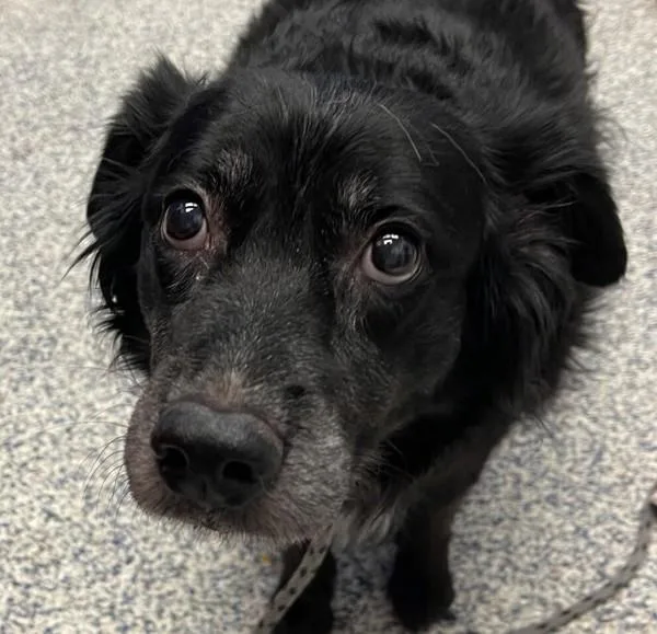 A senior medium-sized female Border Collie dog named Katie for adoption in Golden, CO