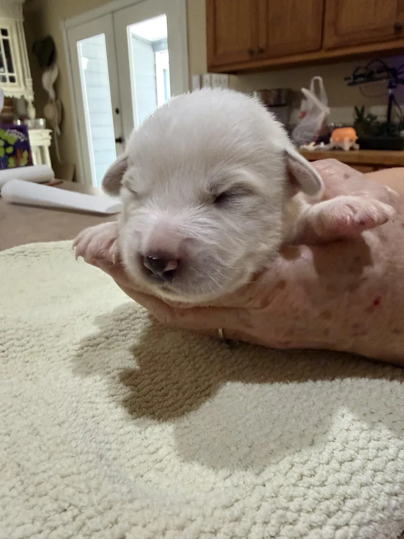 A baby large-sized female Great Pyrenees dog named Discovery aka Disco HTX for adoption in Quinlan, TX