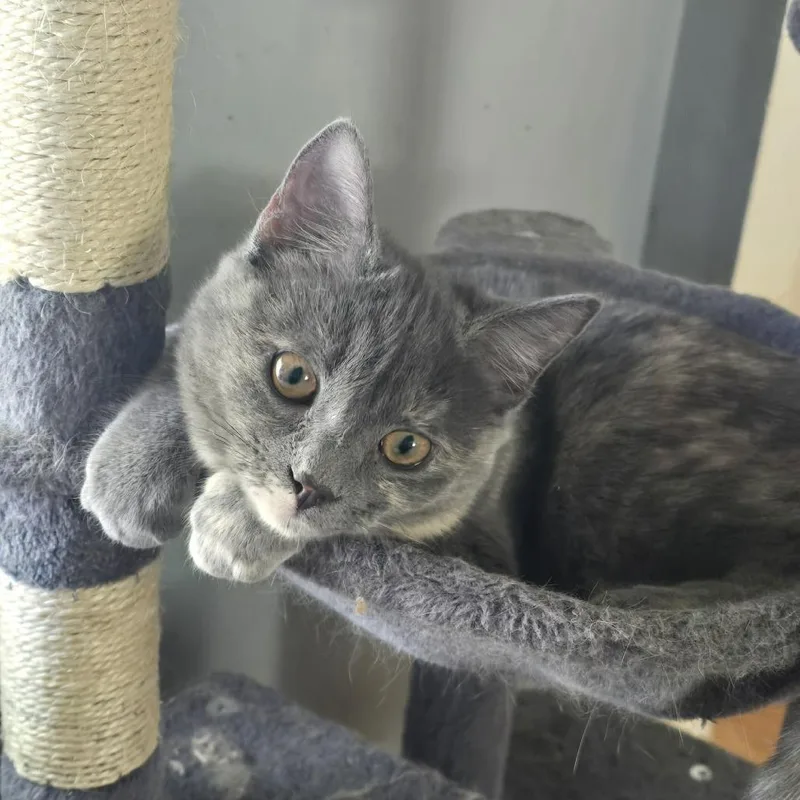 A young medium-sized female Tortoiseshell Domestic Short Hair cat named Giulia for adoption in Jarrettsville, MD