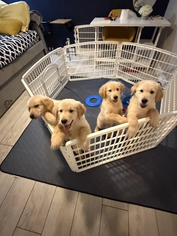 A baby small-sized female Golden Retriever dog named Hazel for adoption in Fort Lauderdale, FL