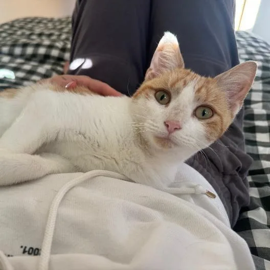 A young small-sized female Orange / Red Domestic Short Hair cat named Tink for adoption in Rocky Mount, VA