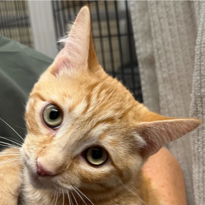 A young small-sized male Domestic Short Hair cat named Tarocco for adoption in Santa Fe, NM