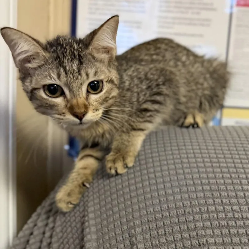 A baby small-sized female Brown / Chocolate Domestic Short Hair cat named Glossier for adoption in Buffalo, MN