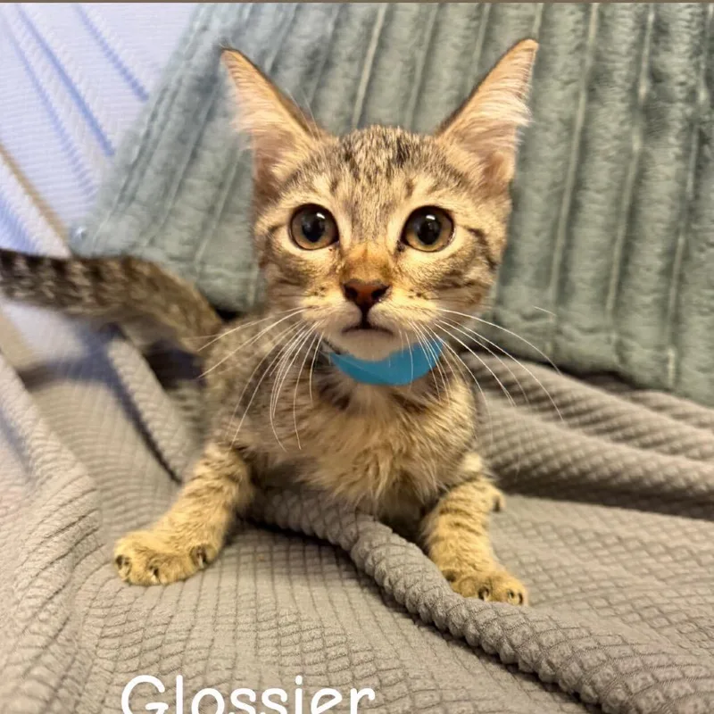 Glossier thumbnail 2