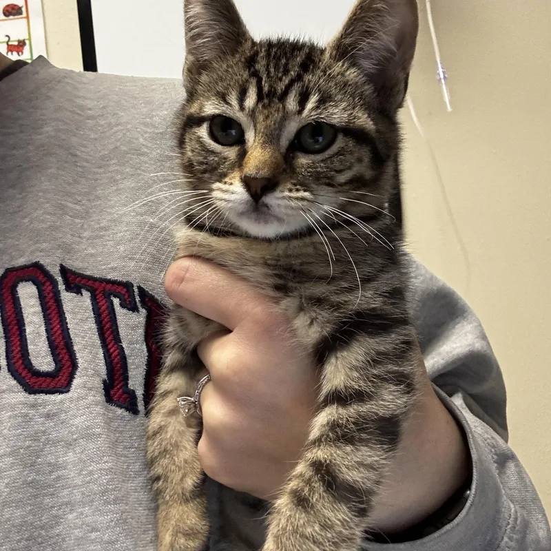 A baby medium-sized male Tabby (Brown / Chocolate) Domestic Short Hair cat named Donut for adoption in Dodgeville, WI