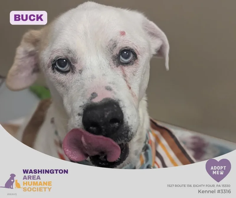 A senior large-sized male Apricot / Beige Siberian Husky dog named Buck for adoption in Eighty Four, PA