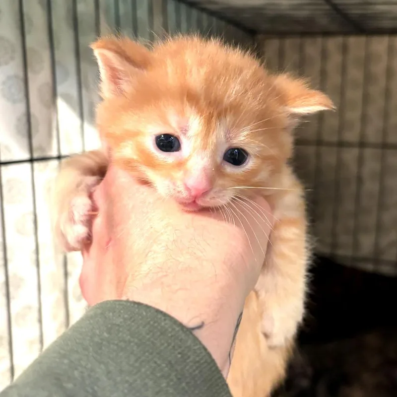 A baby small-sized male Orange / Red Domestic Short Hair cat named Emerson for adoption in Monroe, MI