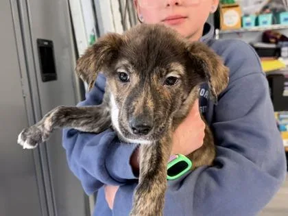 Brittany thumbnail 2