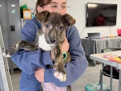 Brittany thumbnail 3