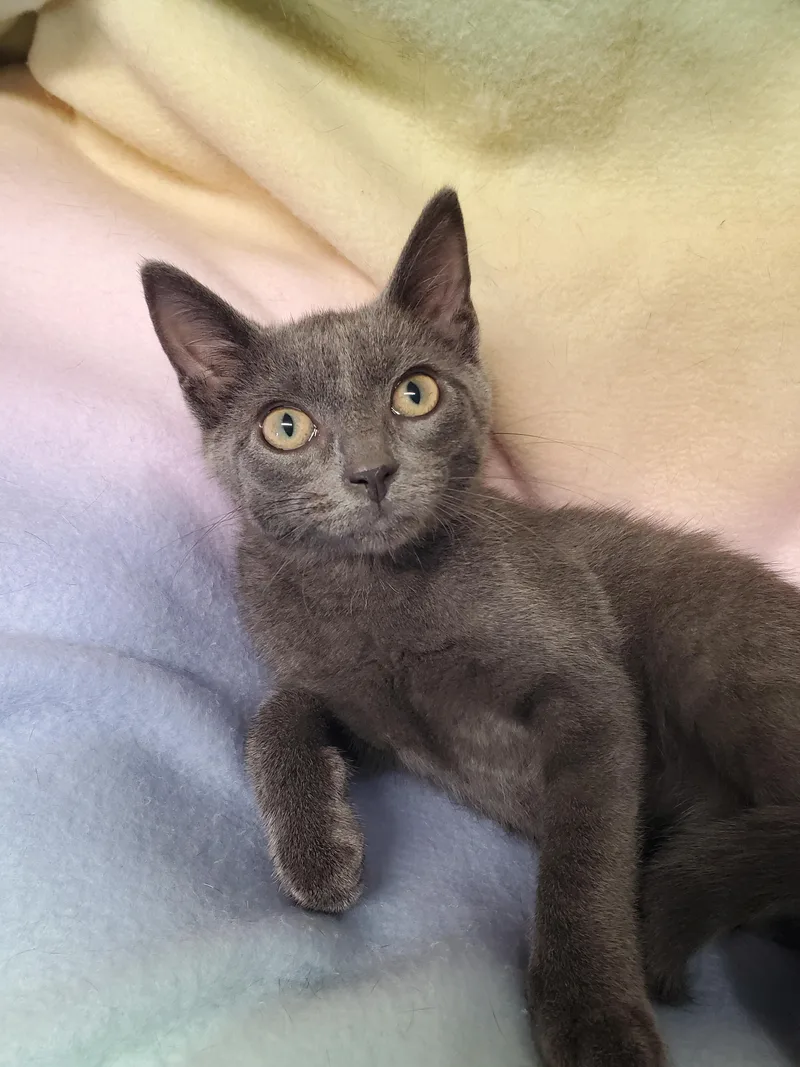 A baby medium-sized male Gray & White Domestic Short Hair cat named Hawkeye for adoption in Marseilles, IL