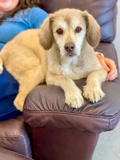An adult large-sized male Mixed Breed dog named Stanley for adoption in Munster, IN