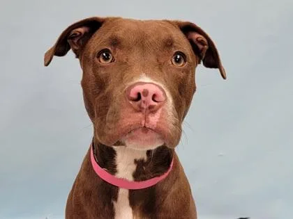 A young large-sized female Pit Bull Terrier dog named Nala for adoption in Coon Rapids, MN