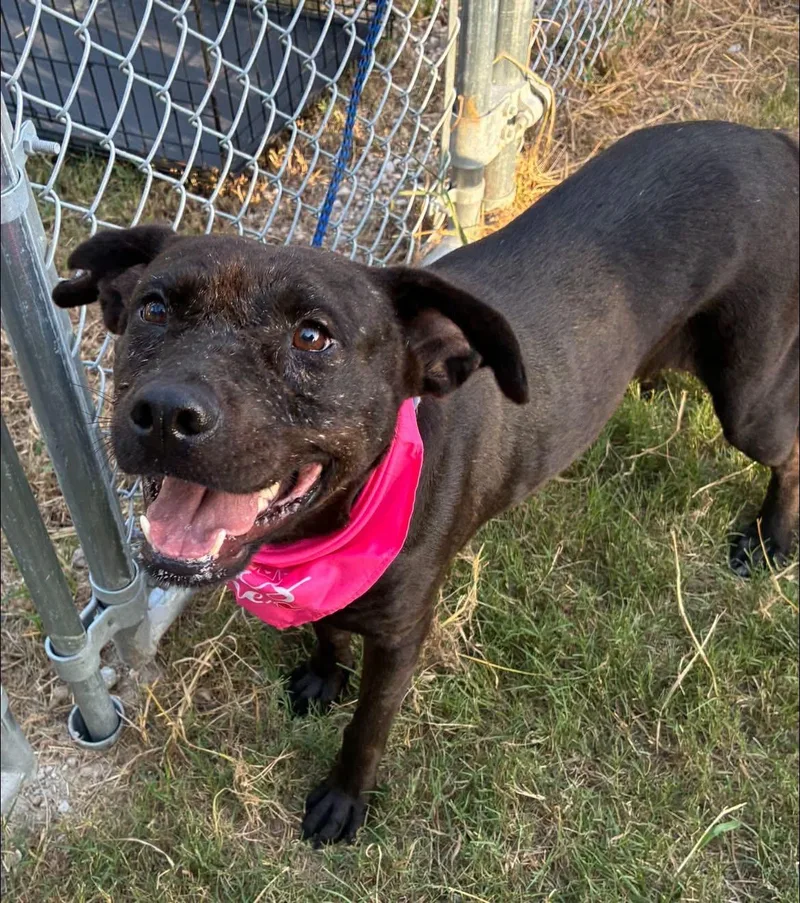 A young medium-sized female American Staffordshire Terrier dog named Grace for adoption in Humble, TX