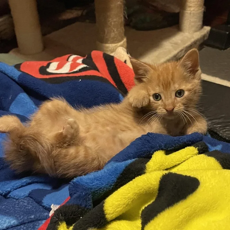 A baby small-sized male Orange / Red Domestic Short Hair cat named Cider for adoption in Springboro, OH