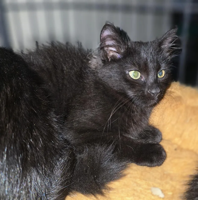 A baby medium-sized female Black Domestic Long Hair cat named Stunning Blackheart for adoption in Elizabeth, PA
