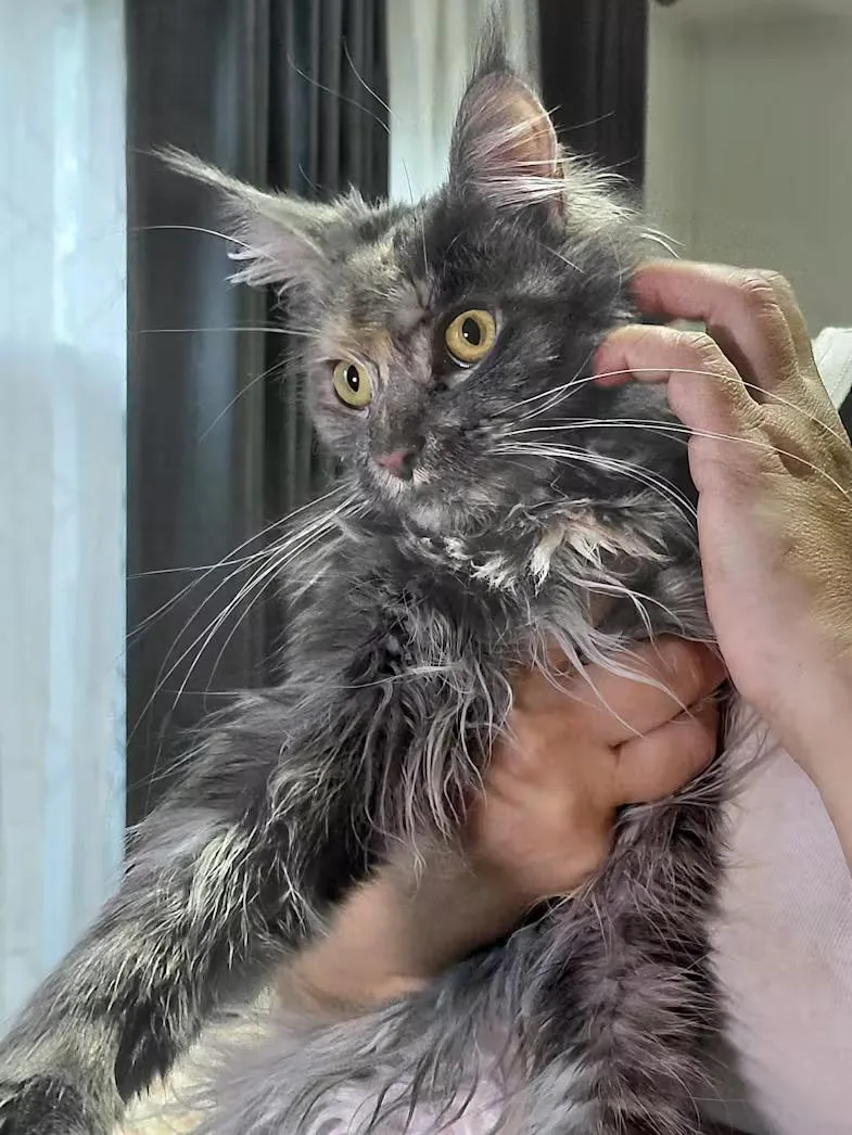 A baby large-sized female Maine Coon cat named Ziva for adoption in Northlake, IL