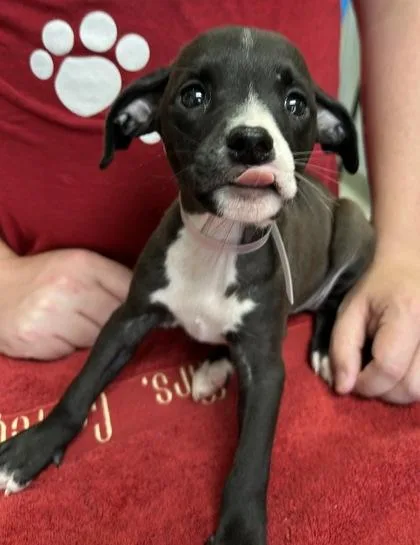 A young large-sized female Mixed Breed dog named Otter for adoption in Kansas City, MO