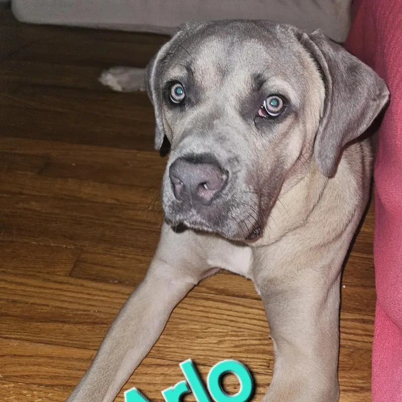 An adult extra large-sized male Yellow / Tan / Blond / Fawn Cane Corso dog named Arlo for adoption in York, PA