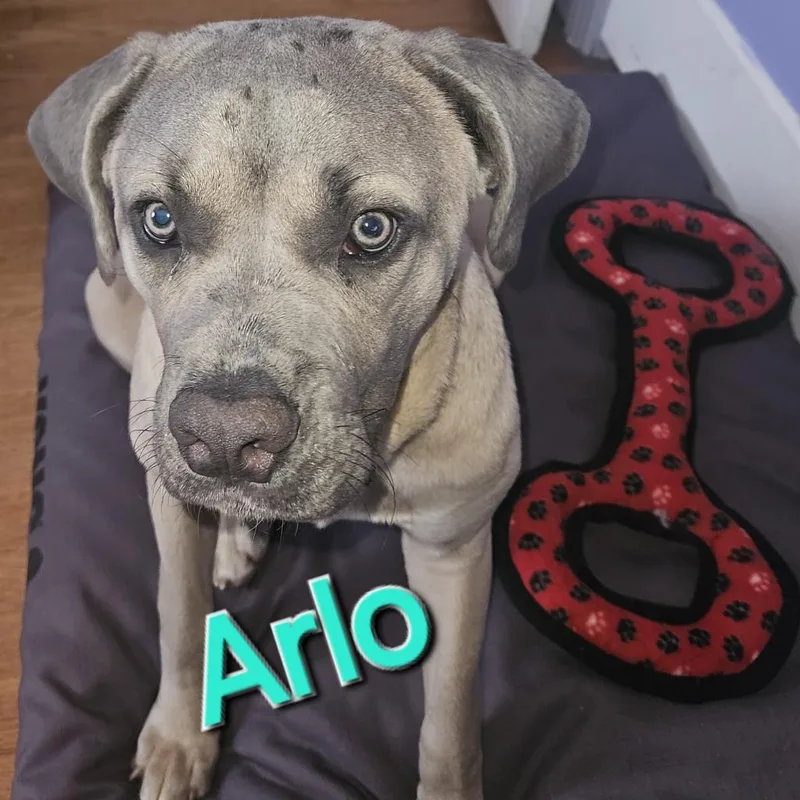 Arlo thumbnail 2