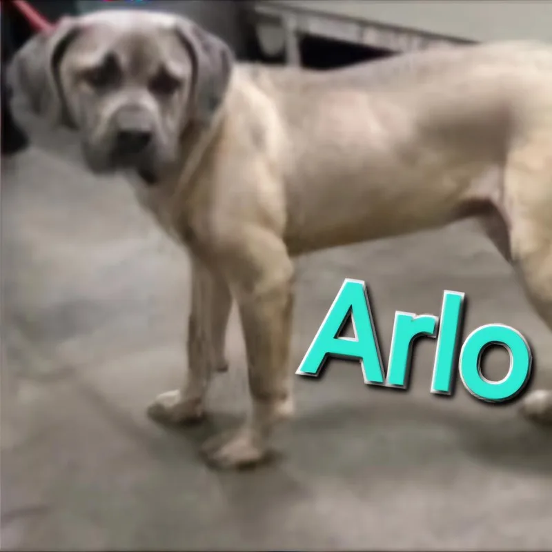 Arlo thumbnail 4