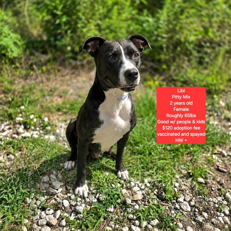 An adult medium-sized female Pit Bull Terrier dog named Libi for adoption in Oviedo, FL