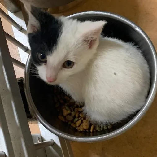 A baby medium-sized male Domestic Short Hair cat named Boone for adoption in Thayne, WY