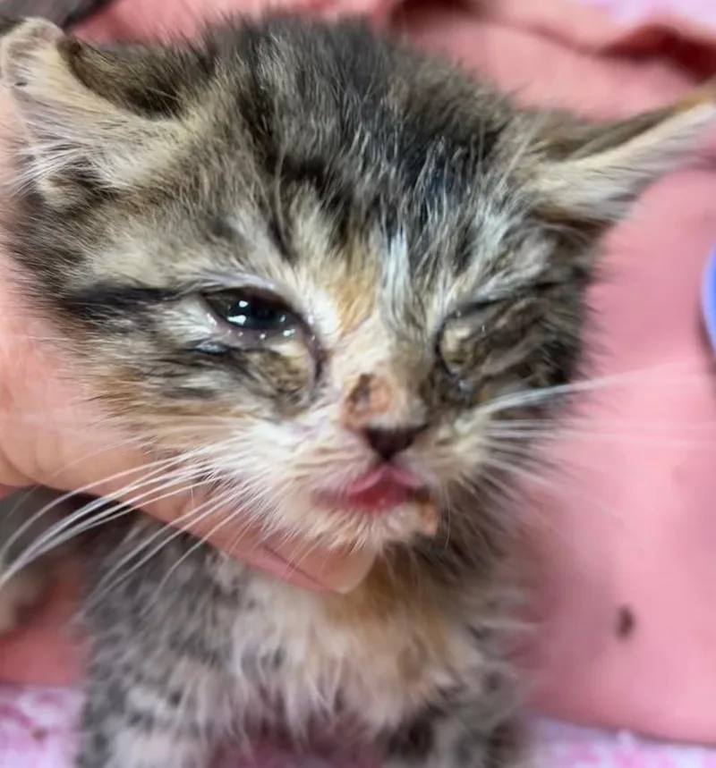 A baby small-sized female Domestic Short Hair cat named Catzilla for adoption in Elizabethton, TN