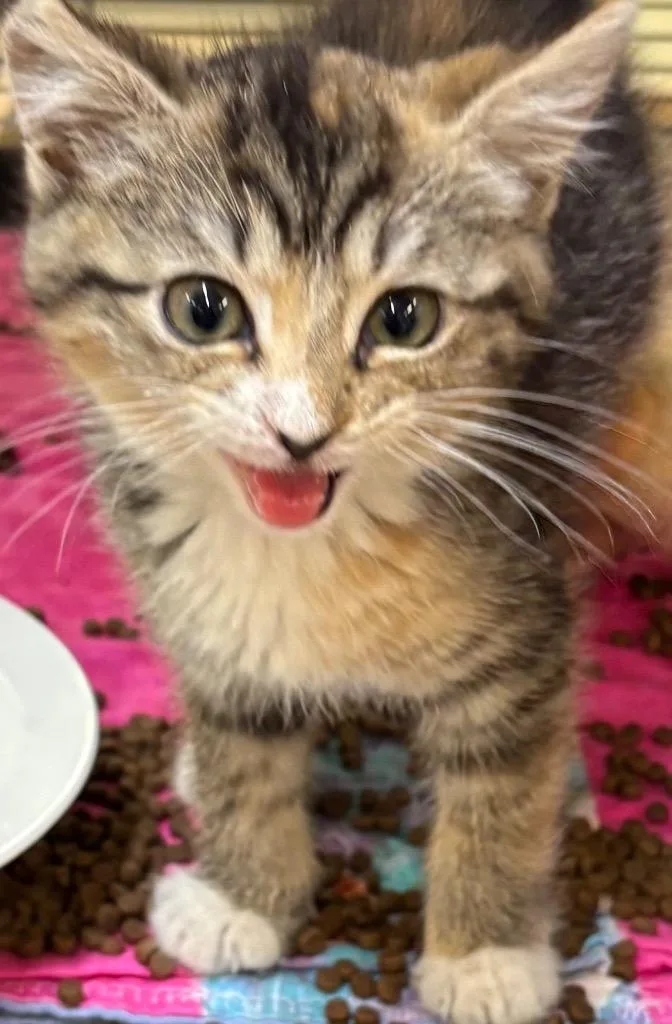 Catzilla thumbnail 2