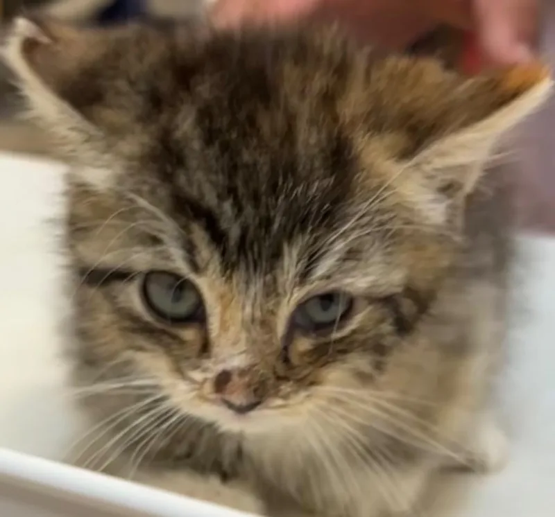 Catzilla thumbnail 3