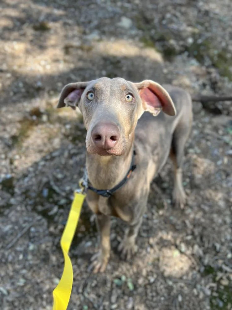 A young large-sized female Doberman Pinscher dog named Queenie for adoption in Jamestown, CA