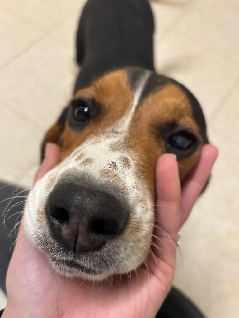 Cinnamon Raisin thumbnail 3