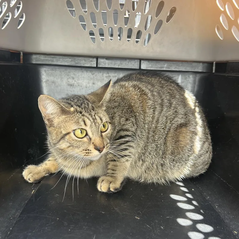 An adult medium-sized female Brown / Chocolate Domestic Short Hair cat named Bandit for adoption in Lake Jackson, TX