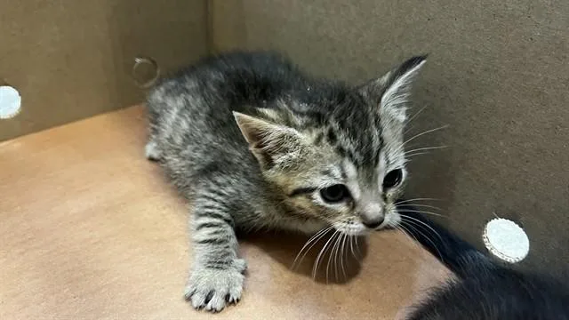 Baby Salsa