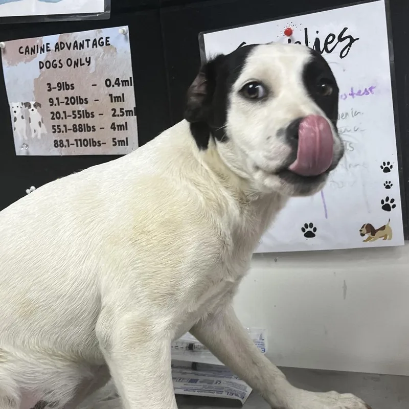 A young small-sized female White / Cream Terrier dog named Snoopy for adoption in Parrish, AL