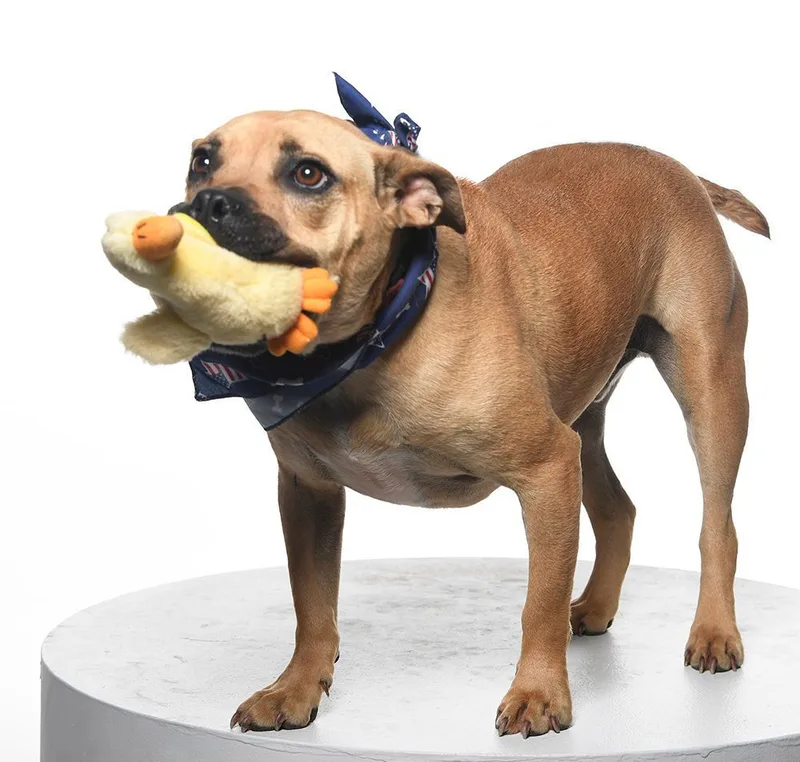 Frankie Hudson thumbnail 4