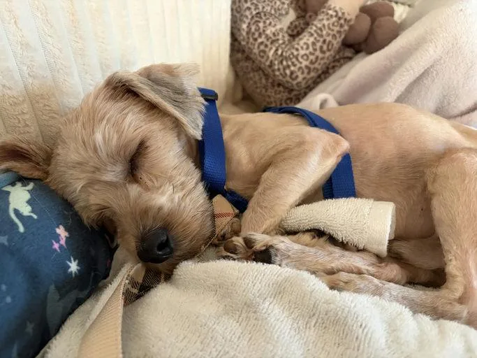 A young small-sized male Shih Tzu dog named Walkman for adoption in Hagerstown, MD