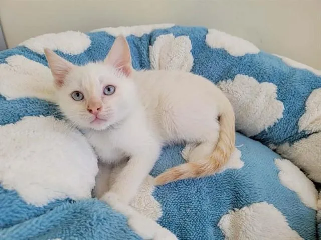 A baby small-sized male Domestic Short Hair cat named Aspen for adoption in Santa Clara, CA