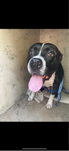 An adult large-sized male Mixed Breed dog named Trey for adoption in West Palm Beach, FL