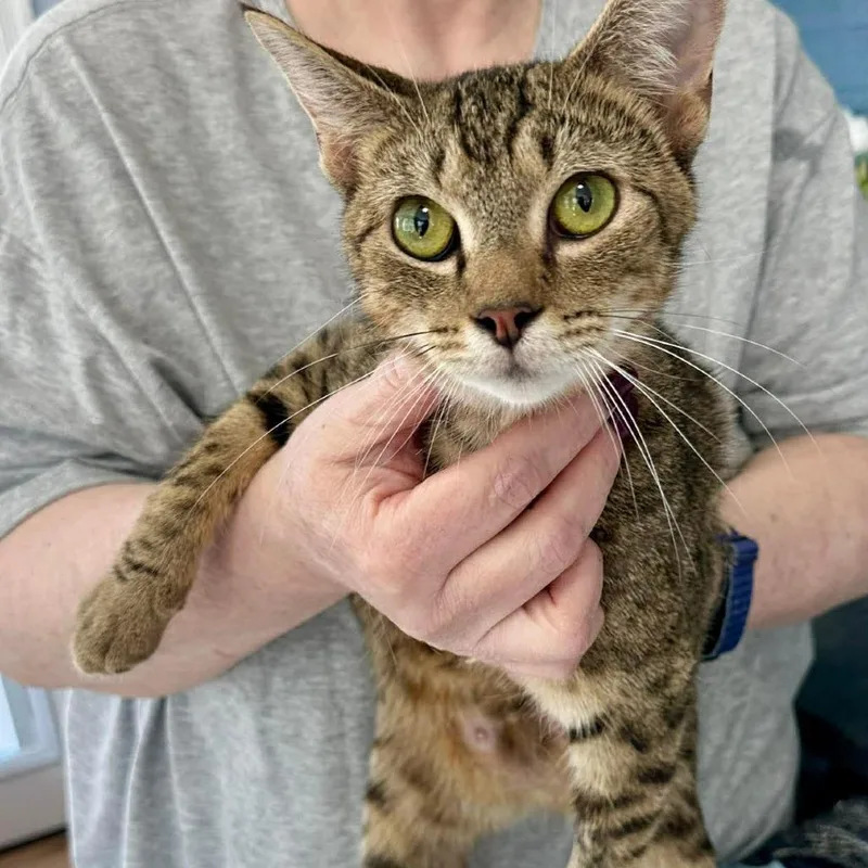 A young medium-sized female Brown / Chocolate Domestic Short Hair cat named Rizzo for adoption in Aldie, VA